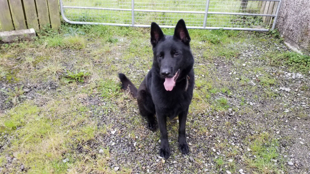 4 black German shepherd puppys kc registered