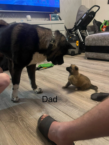 Proven American Akita stud