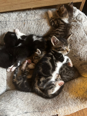 5 beautiful kittens looking for their new homes ready in 2 weeks