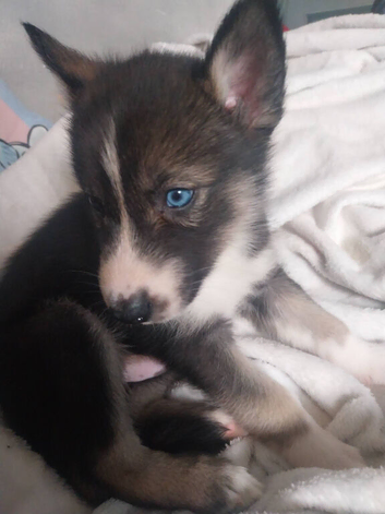 4 shollie puppies