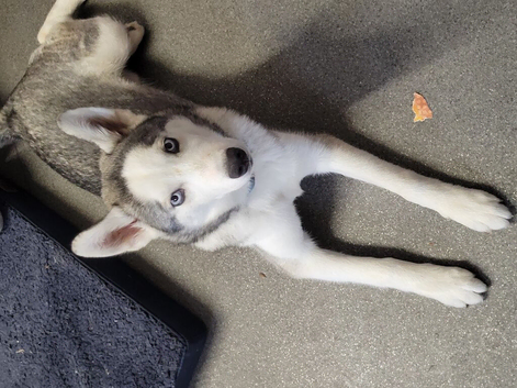 Beautiful boy husky