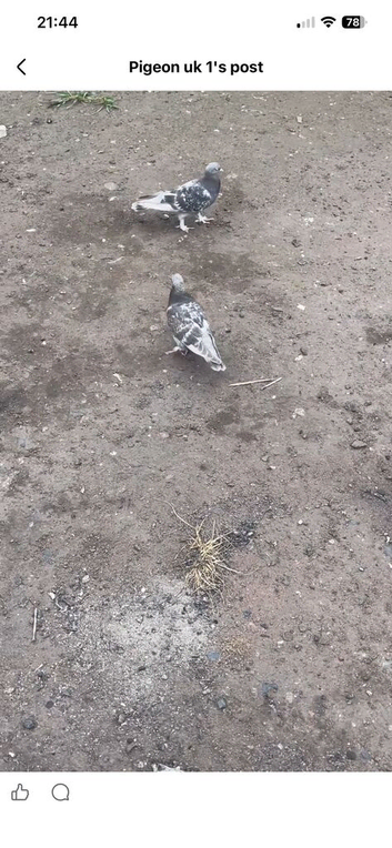 Pigeons