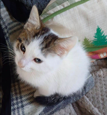 Gorgeous female kitten