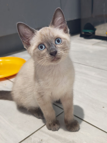 Ragdoll x sphynx last boy left