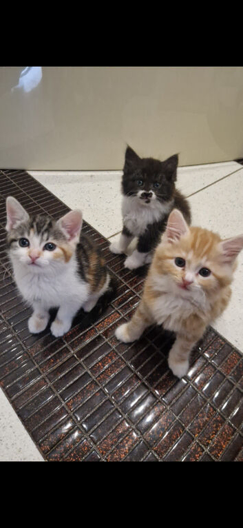 Gorgeous  kittens