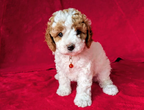 Beautiful Cavapoo Puppies Looking for Loving Homes