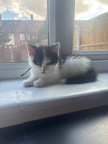 3 gorgeous kittens ** Ready now **