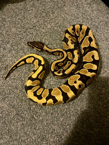 Baby yellowbelly ball python & full set up