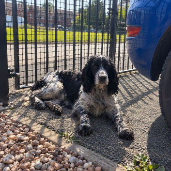 Gorgeous cocker spaniel puppies