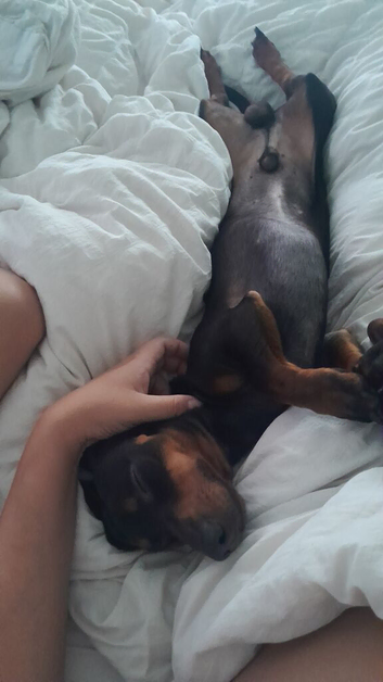 Male dacshund