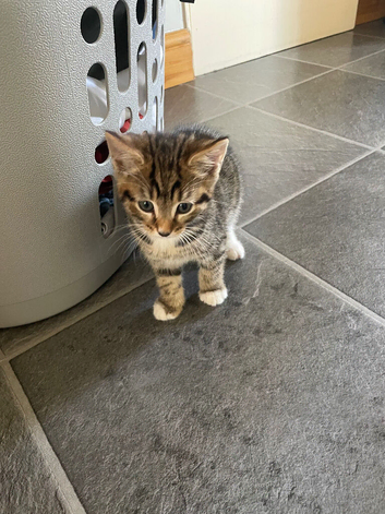 Two tabby kittens for sale