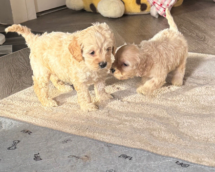 Beautiful American cockapoo babies available.
