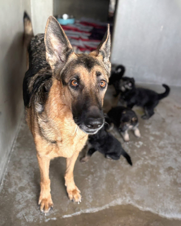 German shepherd 3girls 2boys