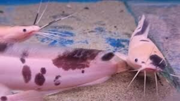 CLARIUS CATFISH (X2)
