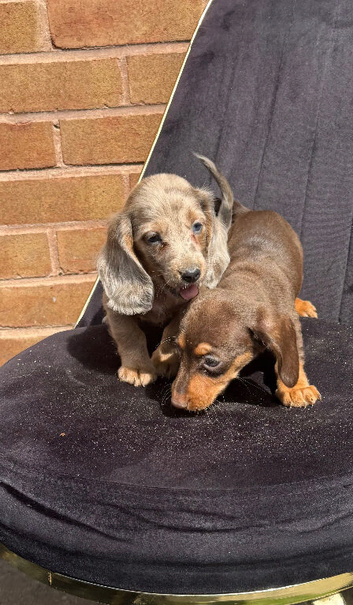 Miniature dachshunds!!