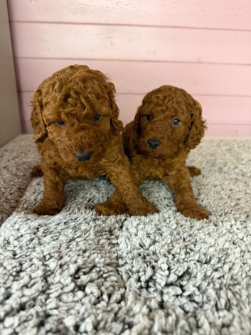 1 boy available ready to go