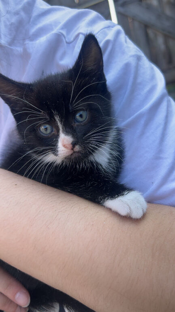 Kittens for sale