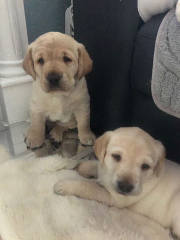 Golden Labrador puppies