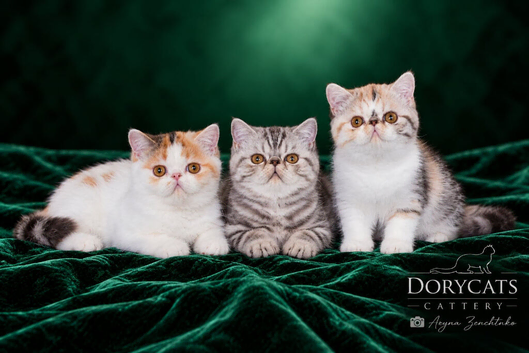 Ready Now. Gorgeous GCCF registered kittens from Champions parents