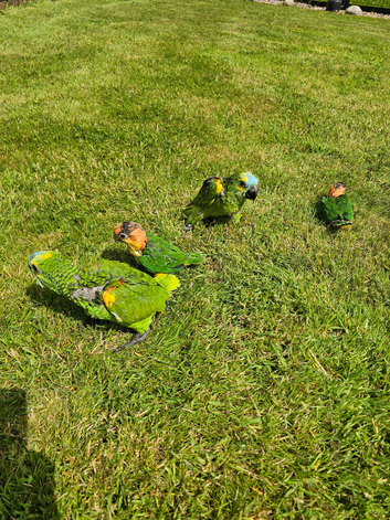 Blue front amazons & yellow thigh caiques