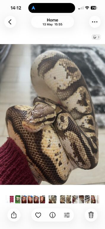 Pastel sugar ball python