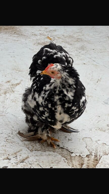 I have very young male and female