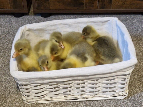 Embden Goslings