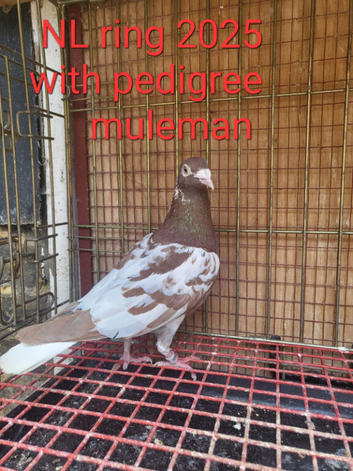 Red Muleman For Sale NL Pedigree Bird