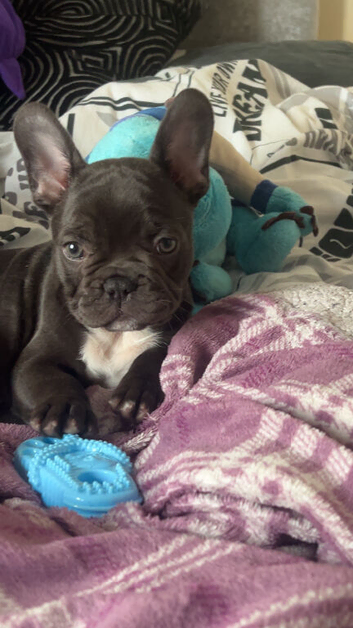 Meet blu a 10 week old puppy