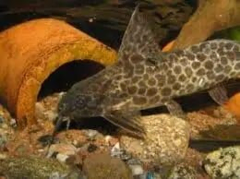 4 sydontis ,featherfin catfish ,4 to 6 inches
