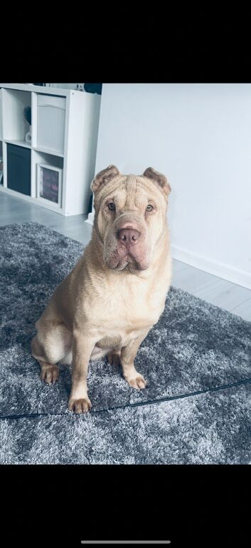 Our beautiful Sharpei girl