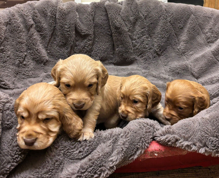 Cocker spaniel pups