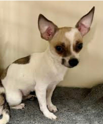 Deer head xxs Chihuahua girl