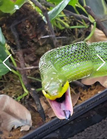 Red tailed green rat snake