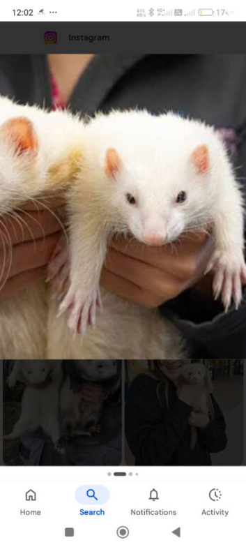 Working ferrets for sale