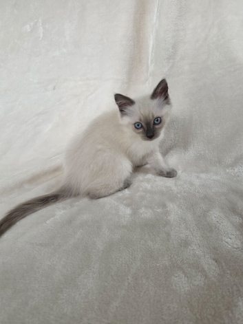 Ragdoll Boy Kittens