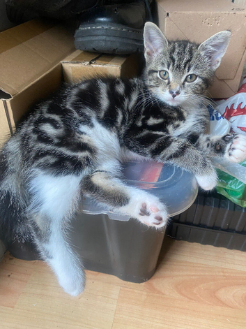 For sale female bengal kitten