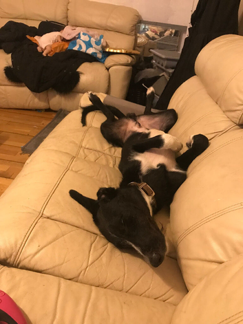 Greyhound x Border Collie