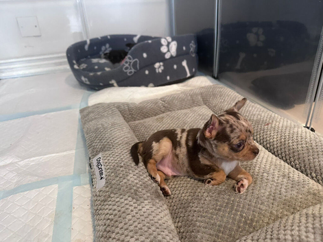 Beautiful Chihuahua Puppies Ready for Loving Homes