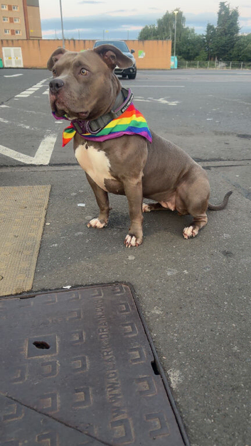 Forever home needed