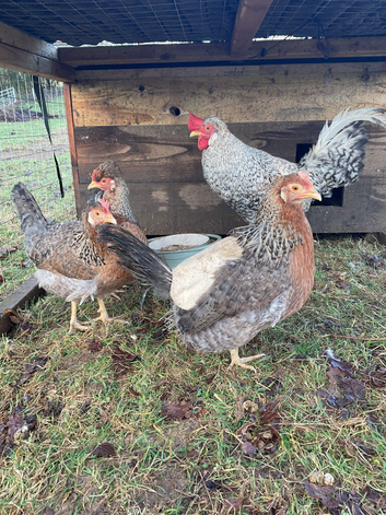 Crested Cream Legbar blue egg layers chick & hatching eggs available