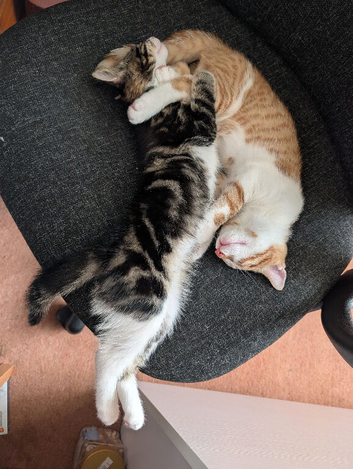 1x Adorable Kitten Looking for Loving Home