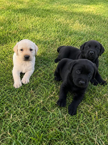 Beautiful litter of Labrador puppies