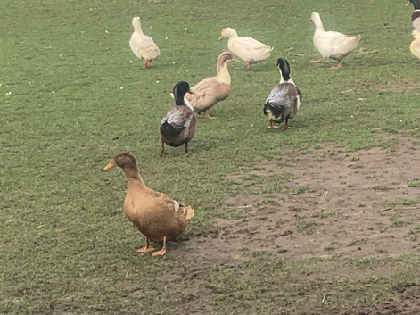 Pekin and mixed breed drakes for sale