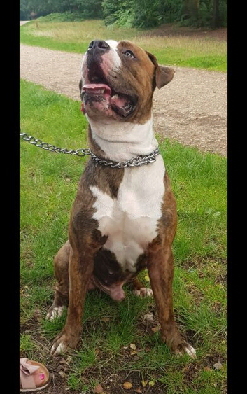 BEAUTIFUL STUD AVAILABLE