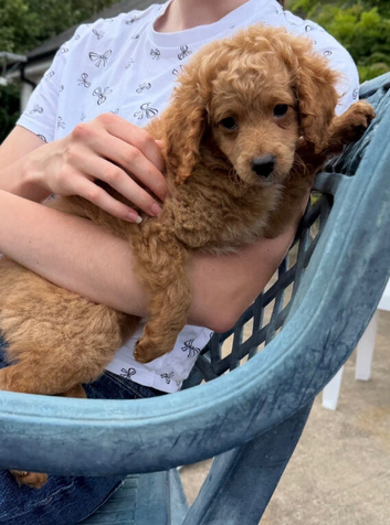 Cavapoo girl available