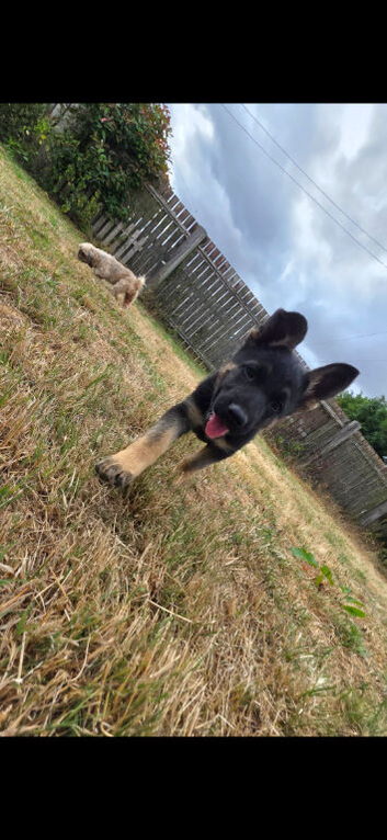 German shepherd