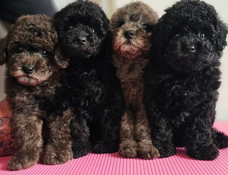 Beautiful toy poodle puppy&rsquo;s