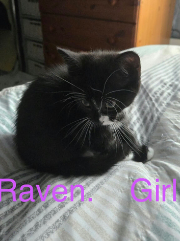 3, 10 week old kittens for sale