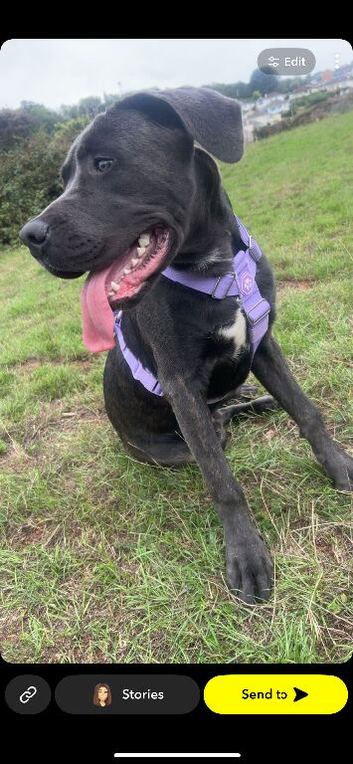 Cane corsa cross presa canario